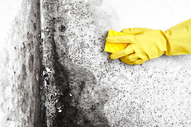 Best Mold Remediation Experts  in Zionsville, IN
