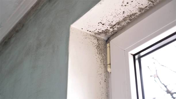 Attic Mold Removal in Zionsville, IN