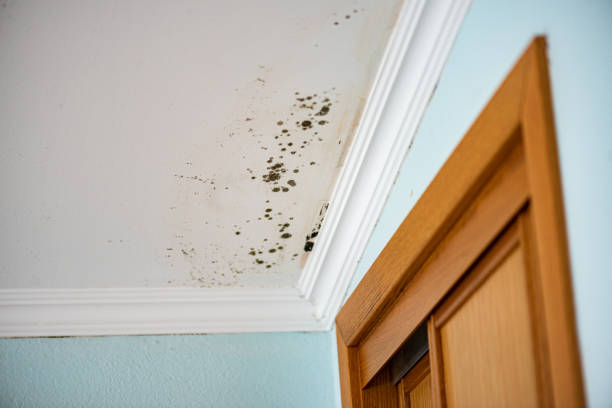 Best Professional Mold Removal  in Zionsville, IN