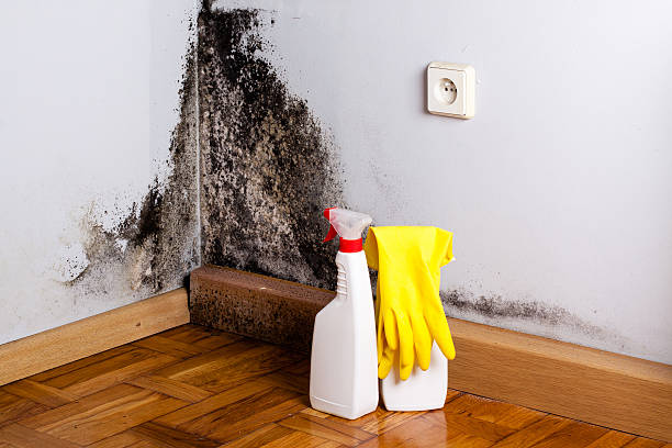 Best Black Mold Removal  in Zionsville, IN