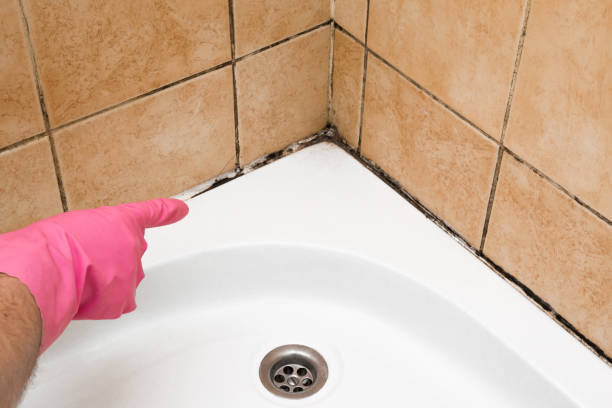 Best Toxic Mold Removal  in Zionsville, IN